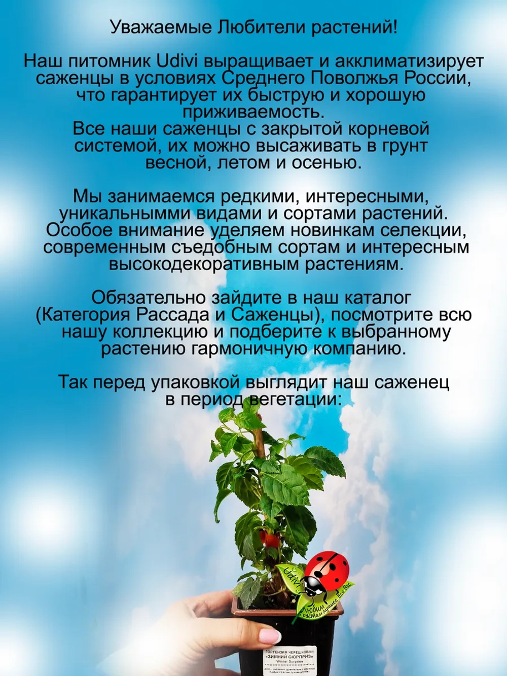 Гортензия вьющаяся Зимний сюрприз Винтер Сюрпрайз