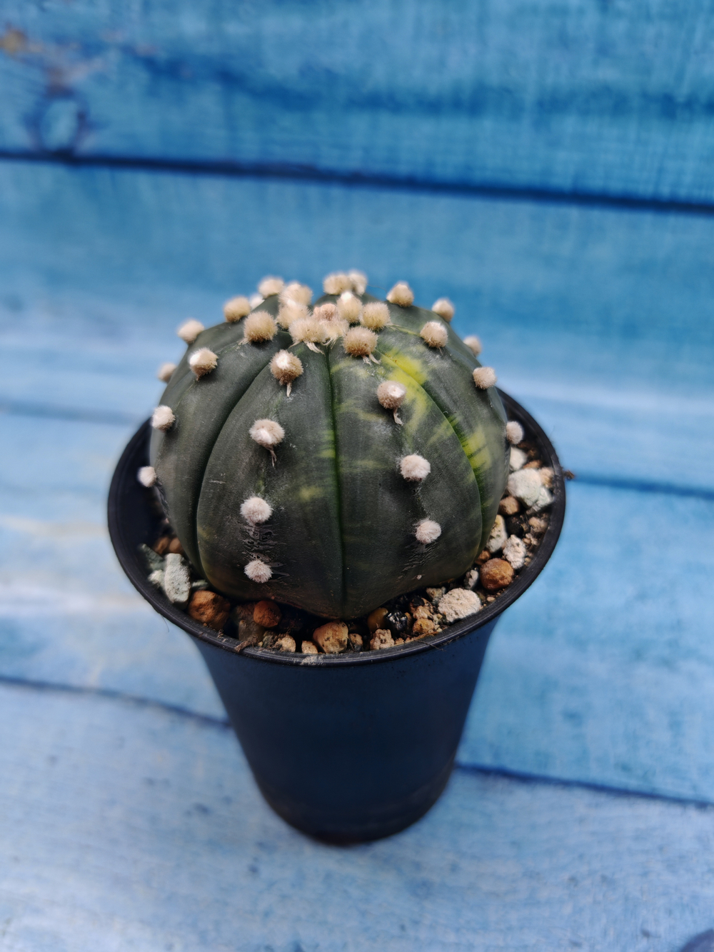 Astrophytum Asterias variagate (Астрофитум)