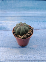 Euphoria Obesa (Эуфорбия)