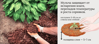 Мульчирование приствольных кругов осенью: готовим сад к зиме правильно