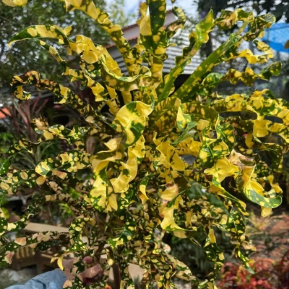 Кротон Chao Lampang черенок