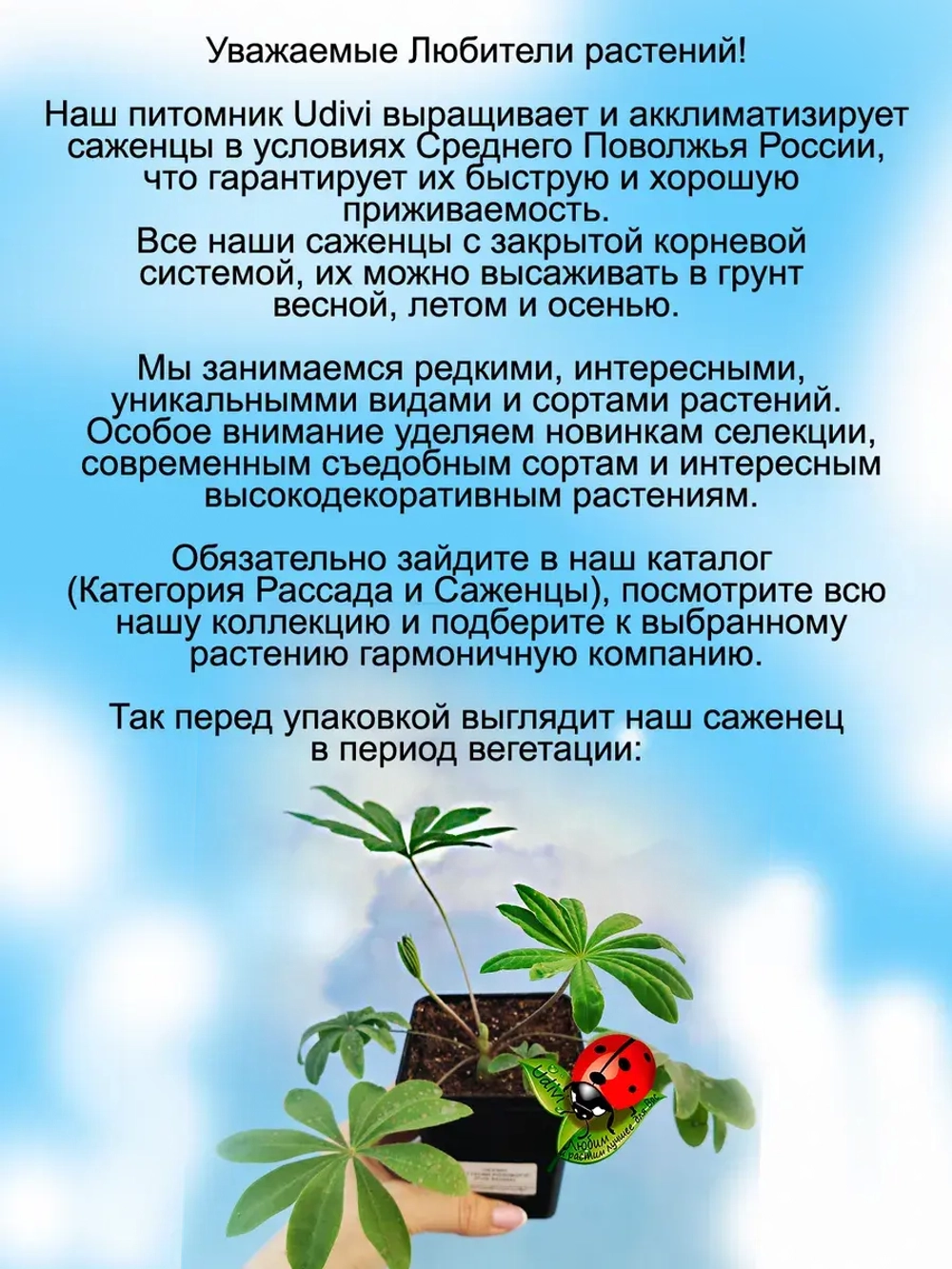 Люпин Оттенки розового многолетник