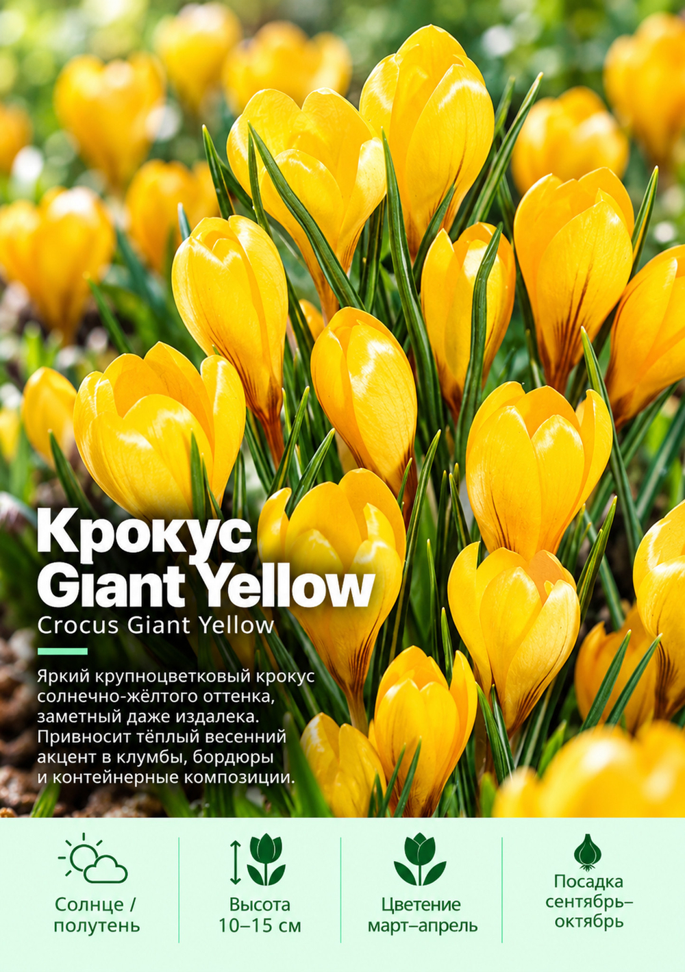 Крокус Giant Yellow