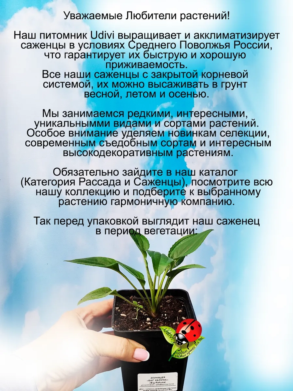 Эхинацея Биг Кахуна крупная