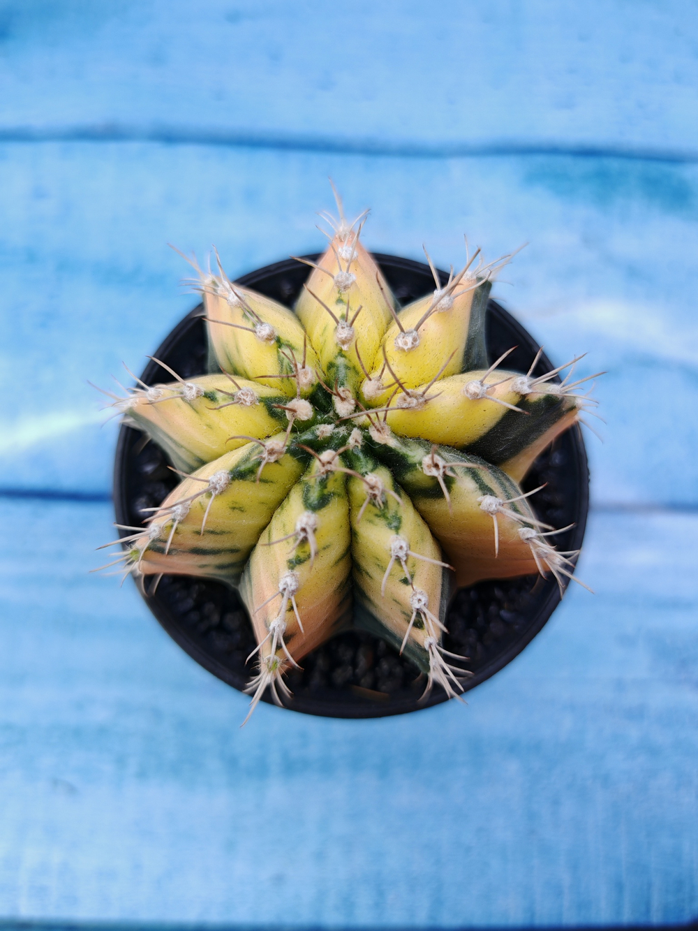 Gymnocalycium Variegata (Гимнокалициум Вариегатный)