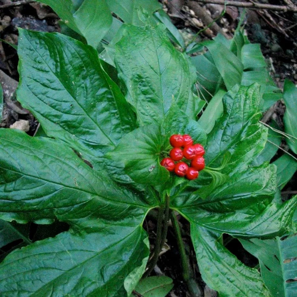 Такка пальмата (Tacca palmata) — семена, 2 шт.