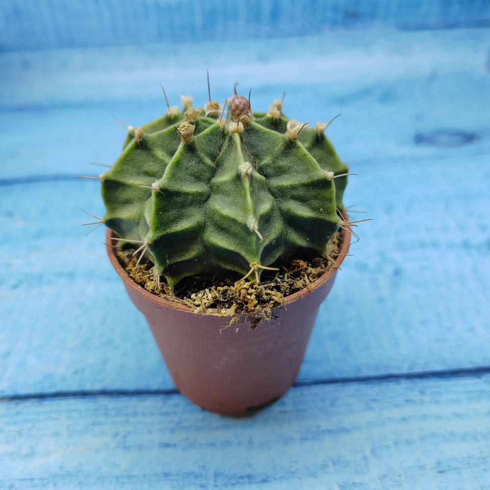 Gymnocalycium Friedrichii (Гимнокалициум)