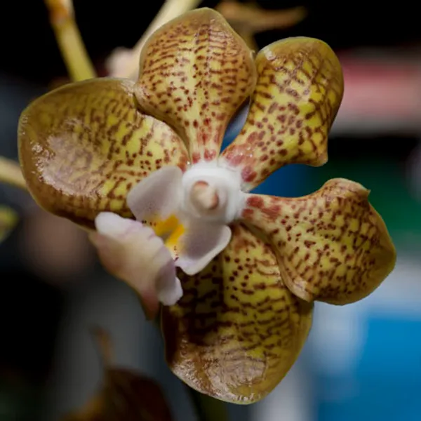 Орхидея Ванда (Vanda orchid) ароматная #1