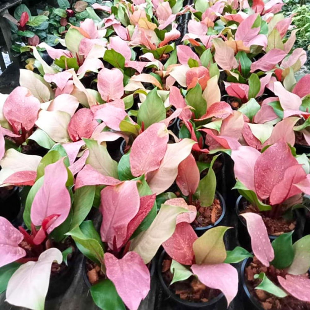 Филодендрон CHERRY RED MUT