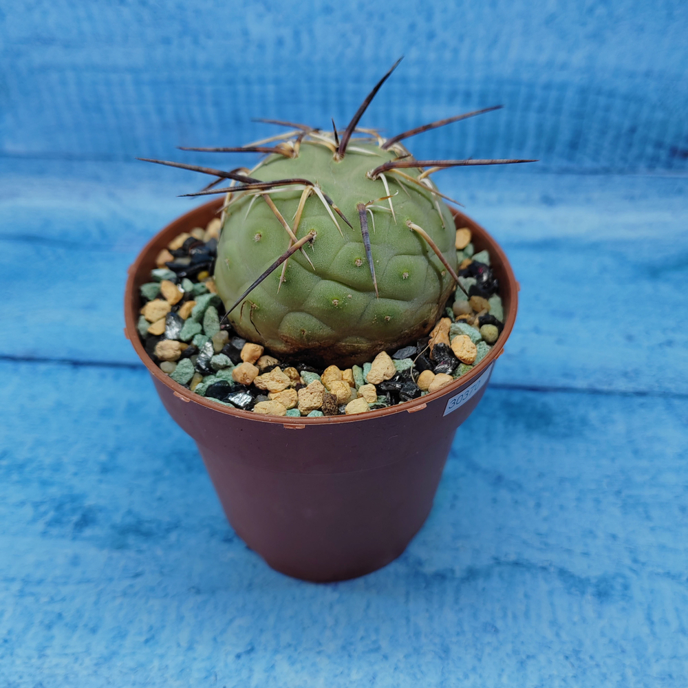 Tephrocactus Geometricus (Тефрокактус)