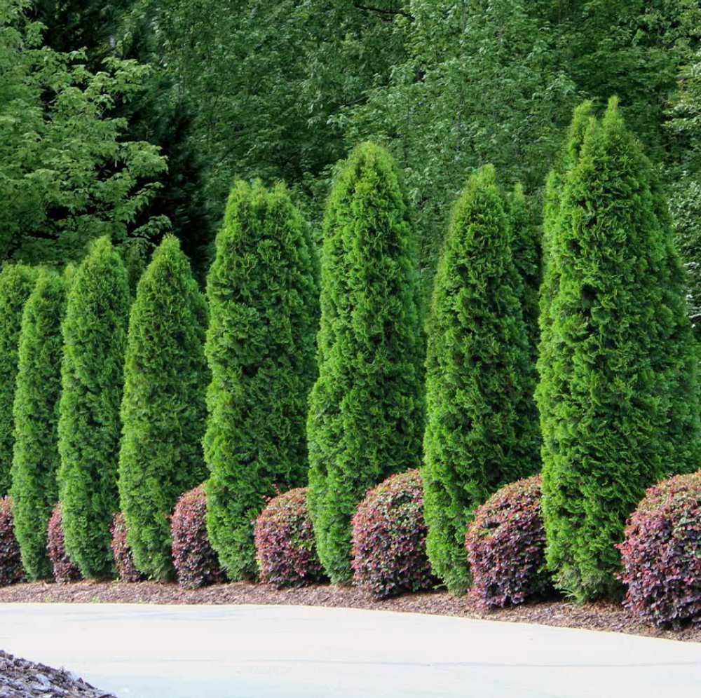 Туя Пирамидалис Компакта (Thuja occidentalis Pyramidalis Compacta) р9 август 2026 г
