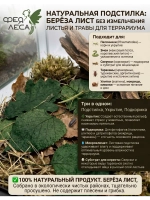 Береза лист для фитосборов, творчества и здоровья