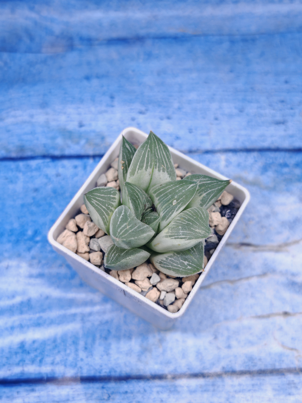 Haworthia Retusa Aurea var. (Хавортия)
