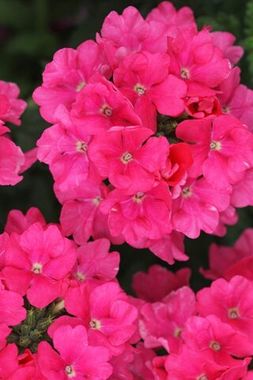 1592 Вербена ESTRELLA PINK (ОСЕНЬ 2025)