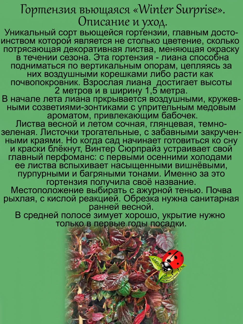 Гортензия вьющаяся Зимний сюрприз Винтер Сюрпрайз