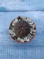Суккулент Euphorbia Obesa (Эуфорбия)