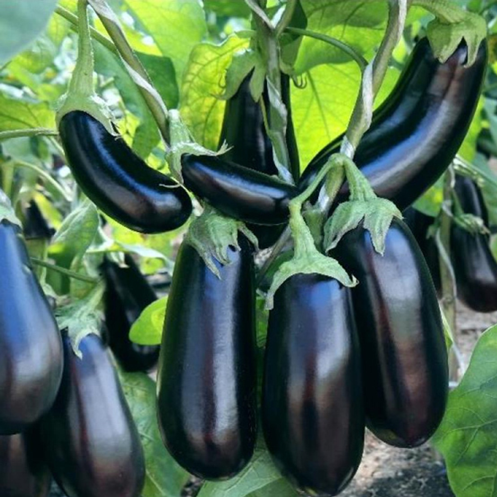 Эпик F1 семена баклажана (Seminis / Семинис)