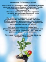 Седум Медиовариегата очиток многолетний