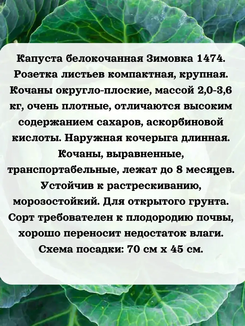 Семена капуста набор 3 шт (Слава,Июньская,Зимовка)