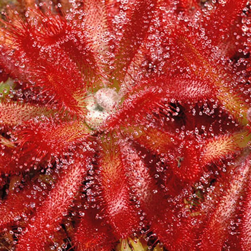 Росянка Drosera Pauciflora-Sundew