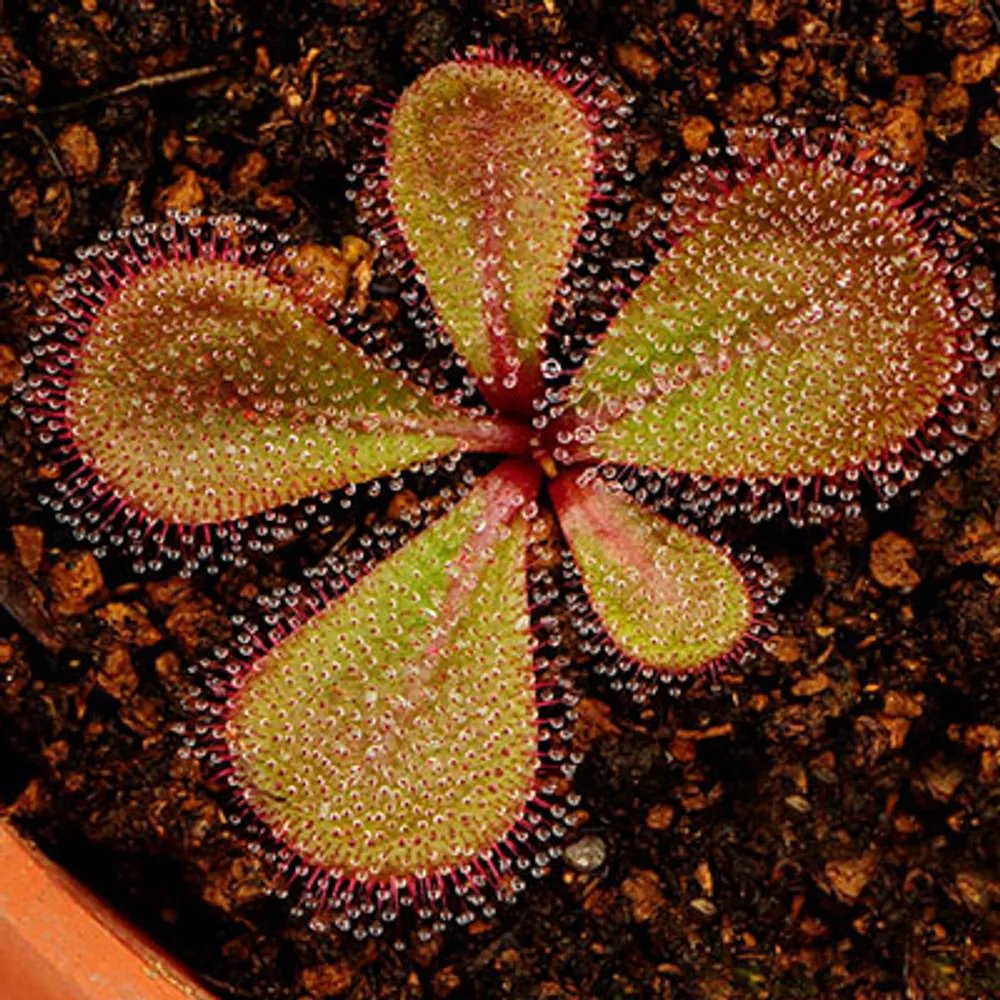 Росянка Drosera Macrophylla ssp. aff. Monantha