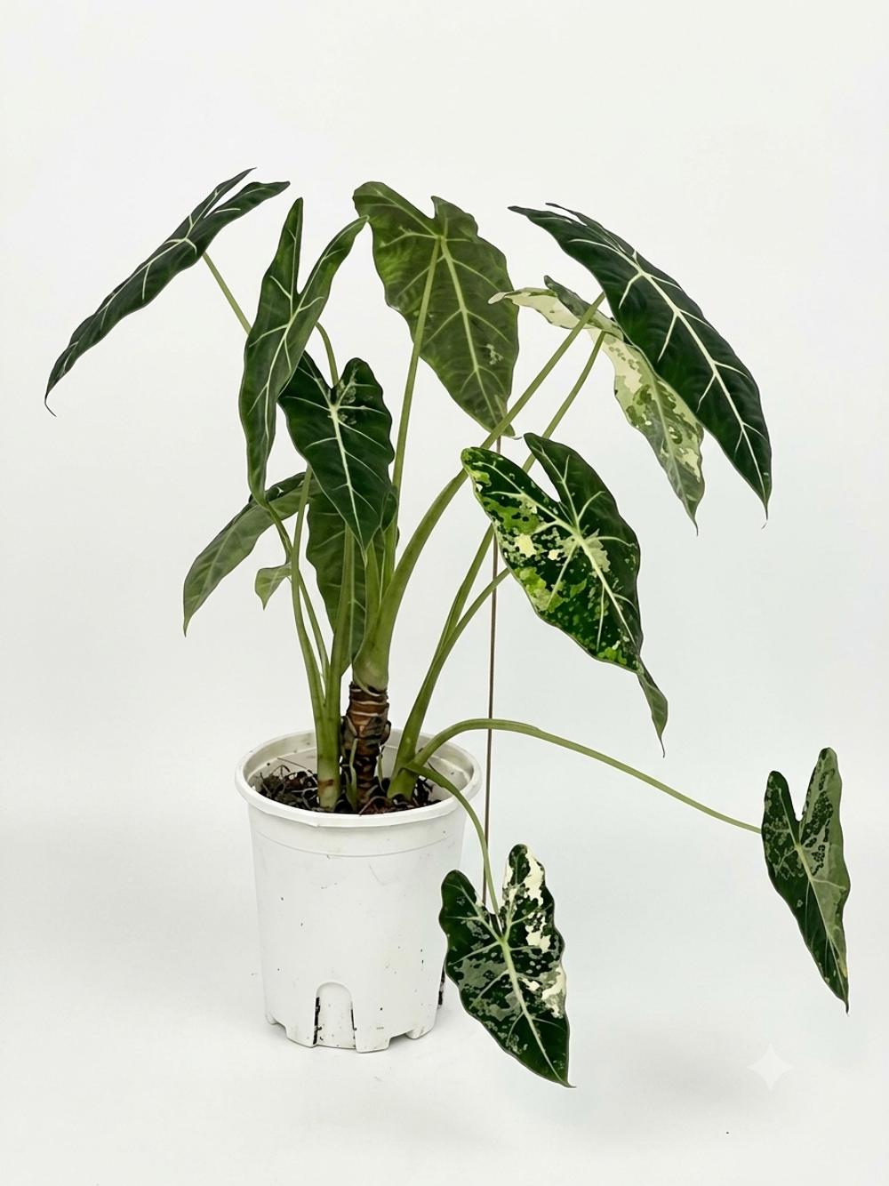 Алоказия frydek variegated д18 в55 ш30 г1300
