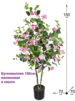 Бугенвиллия 150см малиновая в горшке