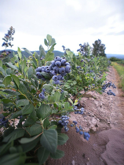 Голубика, Аврора, Семена Ягод, 0.01 гр.