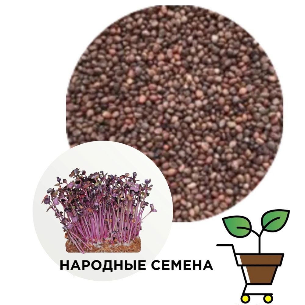 Редис фиолетовый Санго