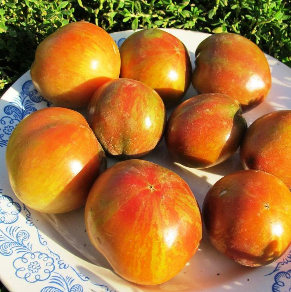 Помидоры Гном Чероки Тигр Пурпурный Полосатый - Tomato Dwarf Cherokee Tiger Purple Stiped