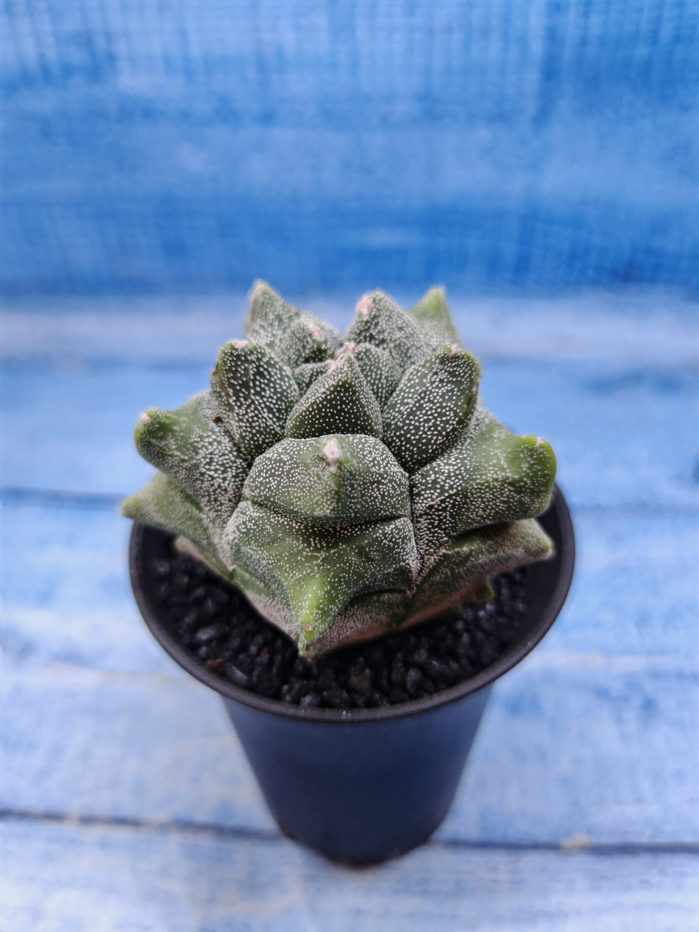 Astrophytum Myriostigma monstrosa (Астрофитум)