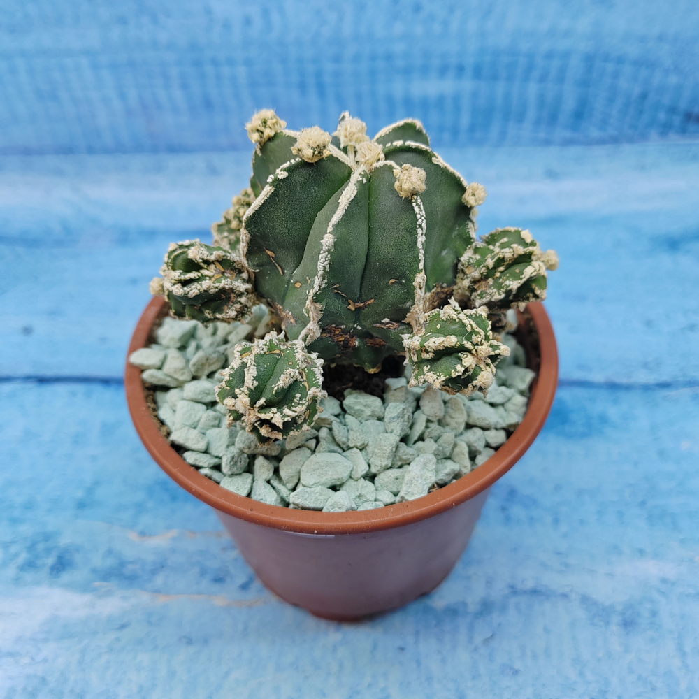 Astrophytum Myriostigma "Hakujo Fukuryu"  (Астрофитум)
