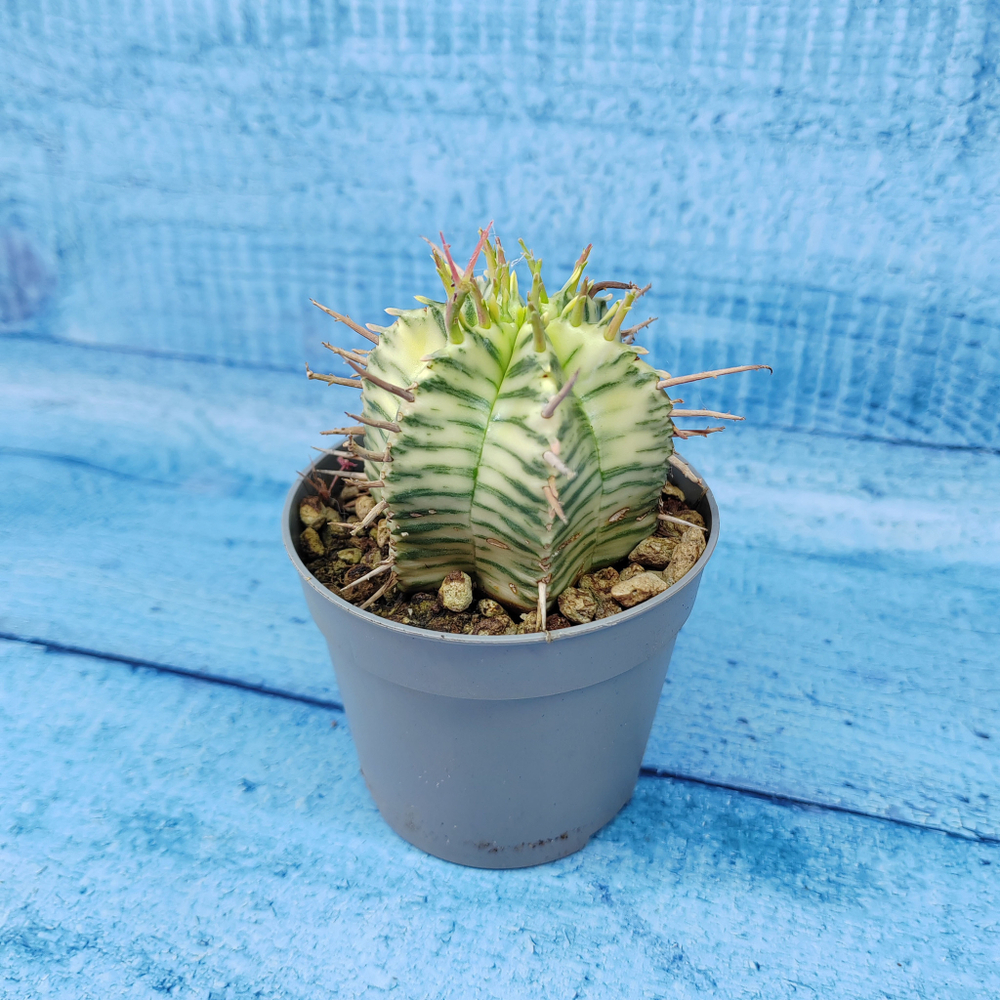 Euphorbia meloformis f. Variegated (Эуфорбия вариегатная)