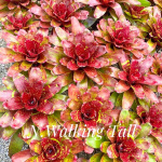 Неорегелия WALKING TALL (Т94)