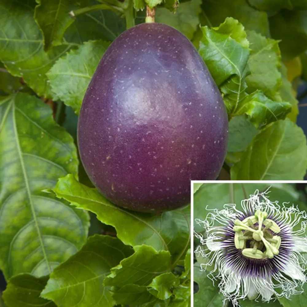 Пассифлора Passiflora Edulis Маракуйя Съедобная фиолетовая семена 3 шт