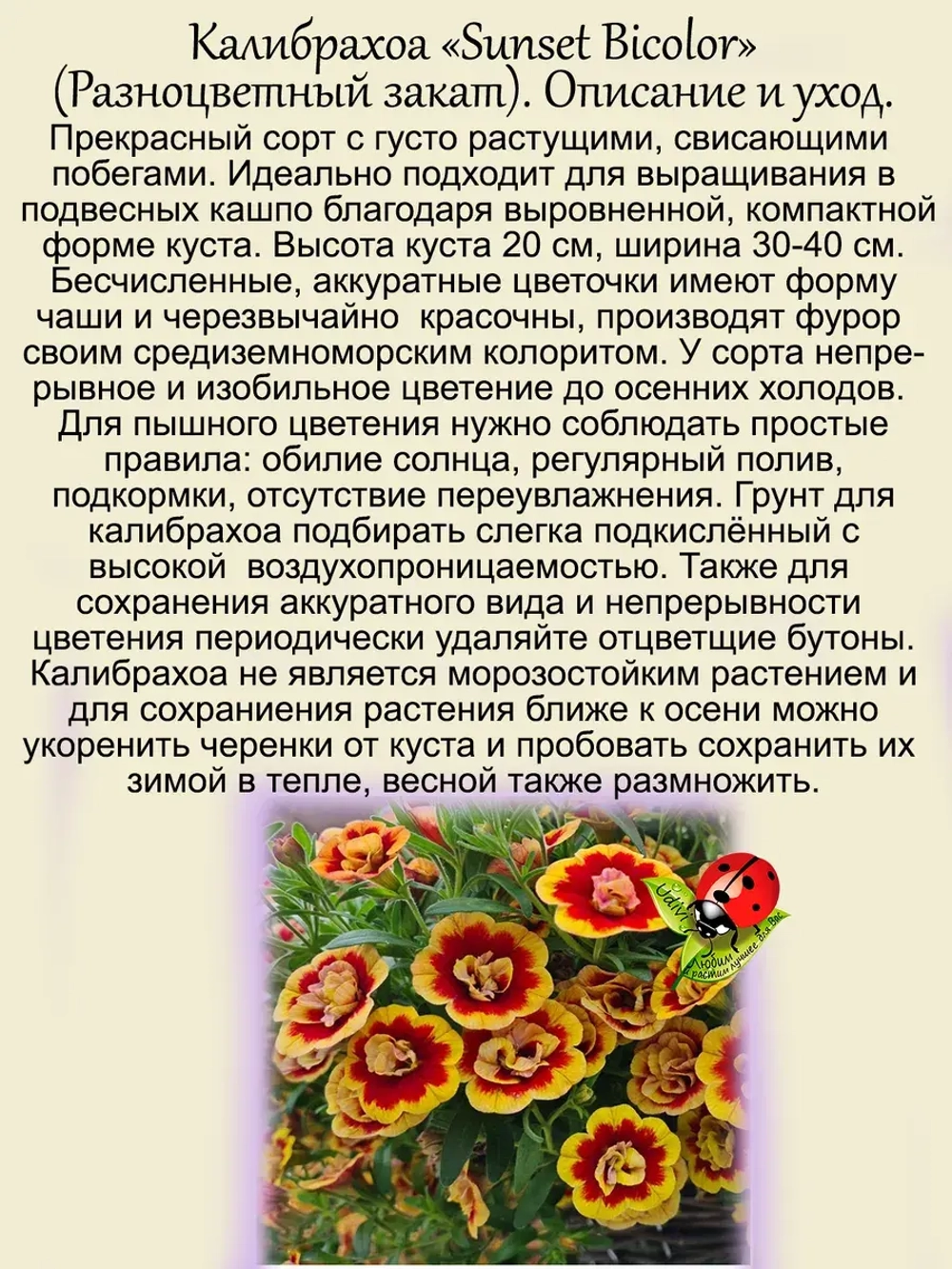 Калибрахоа Разноцветный закат Сенсет Биколор махровая