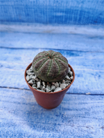 Euphorbia Obesa (Эуфорбия)