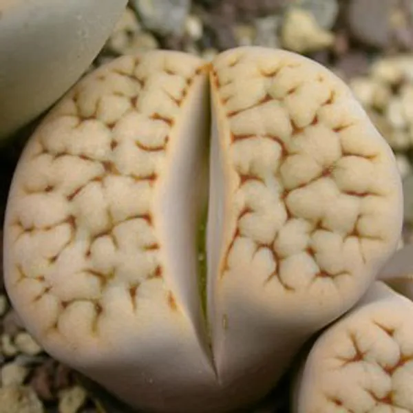 Литопс (C227 Lithops karasmontana ssp. karasmontana v. karasmontana syn. jacobseniana) живые камни семена