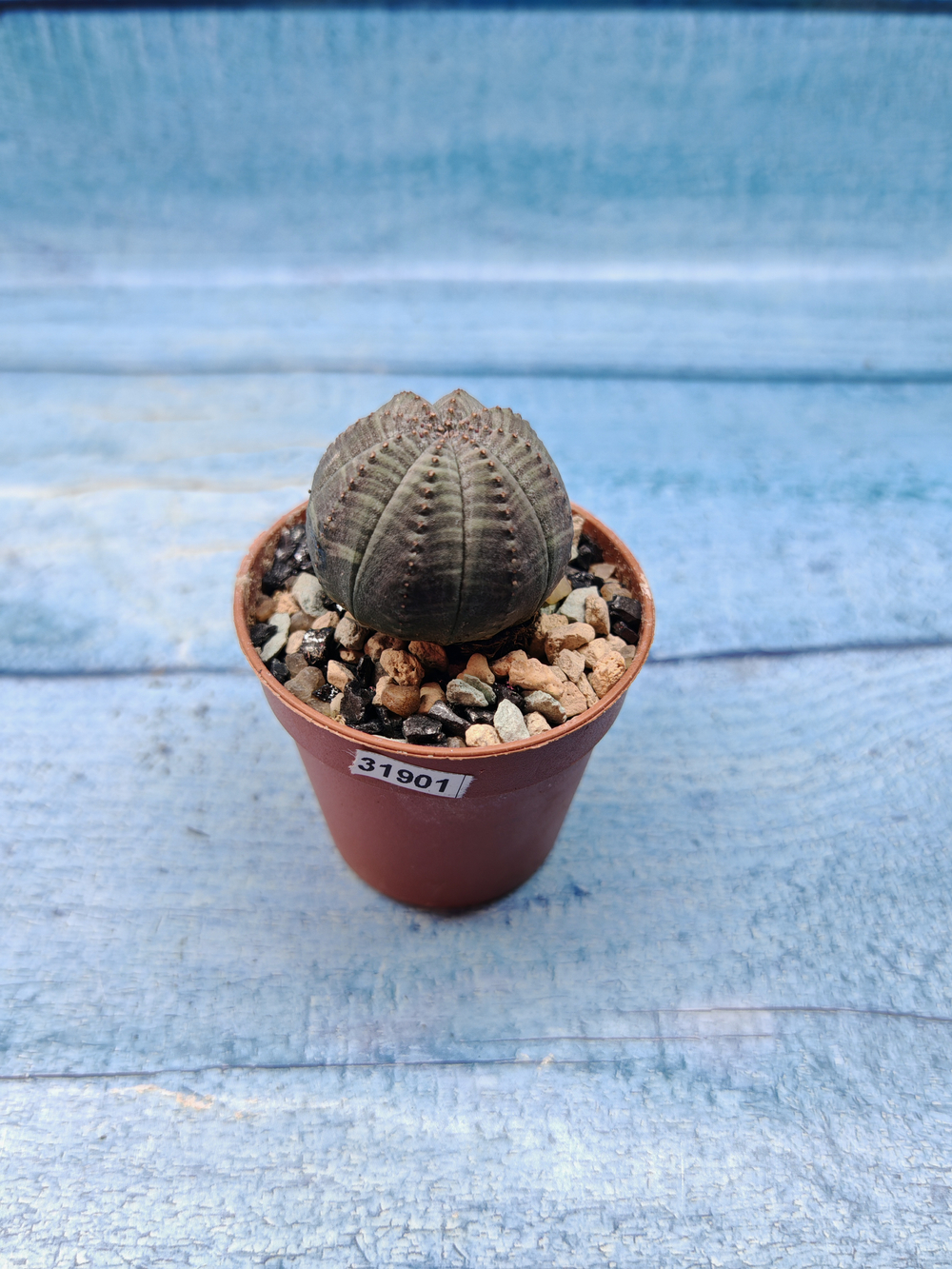 Euphoria Obesa (Эуфорбия)