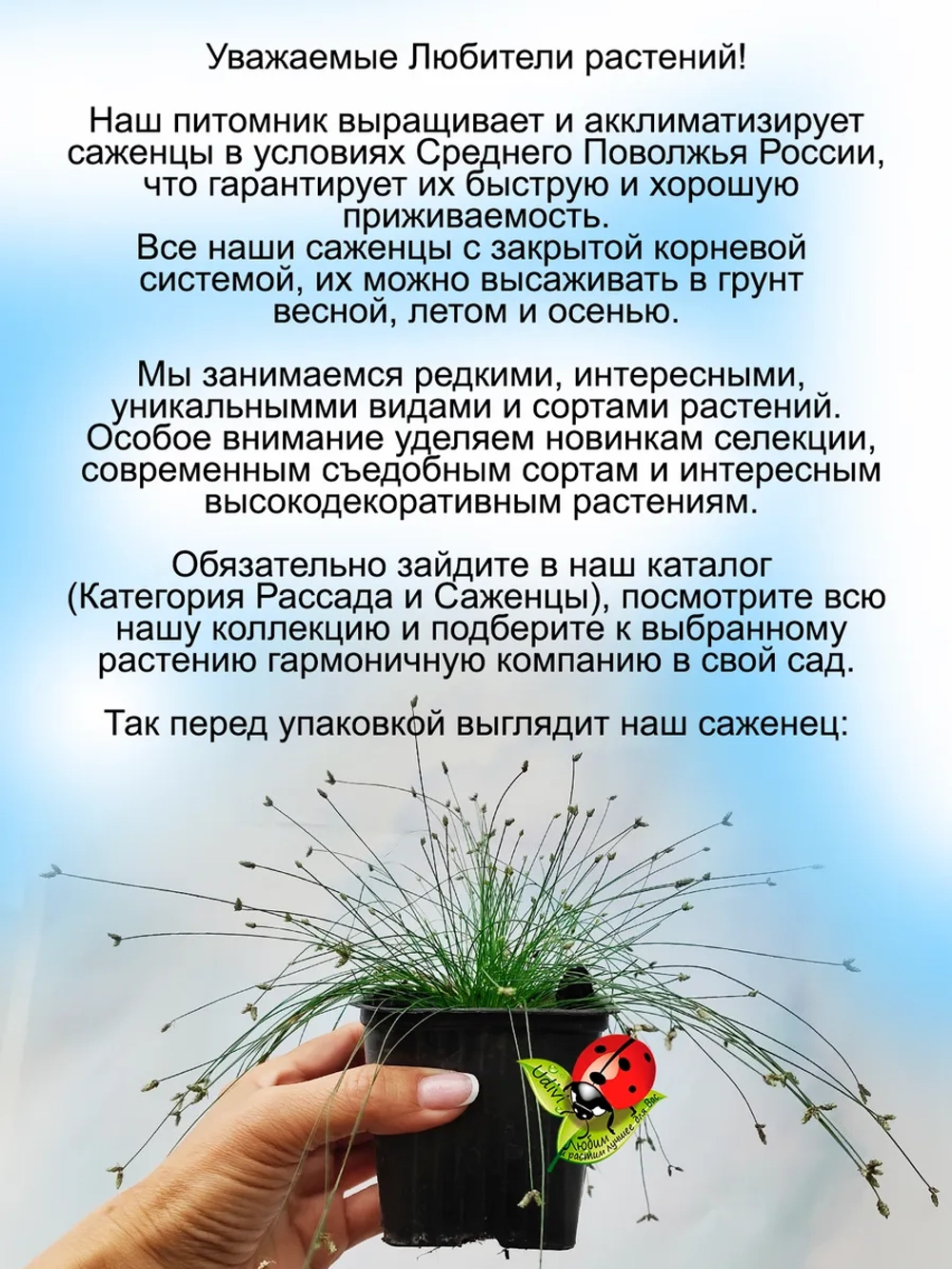 Злак Изолепис поникший