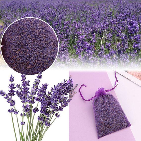 Lavanda \ Лаванда \ Lavander