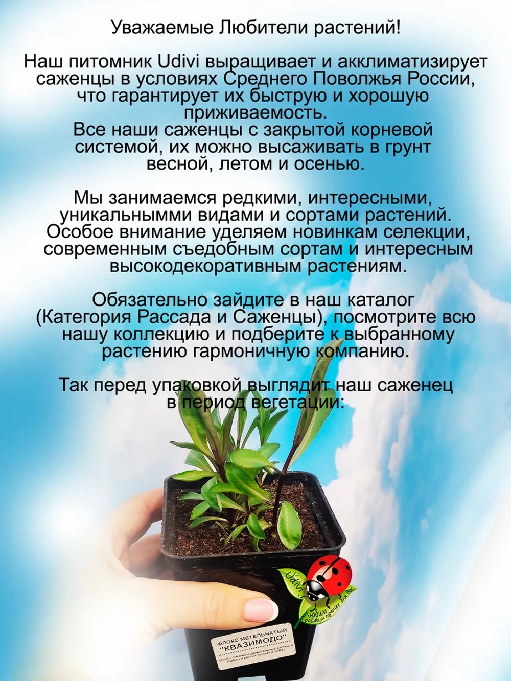 Флокс Квазимодо метельчатый махровый