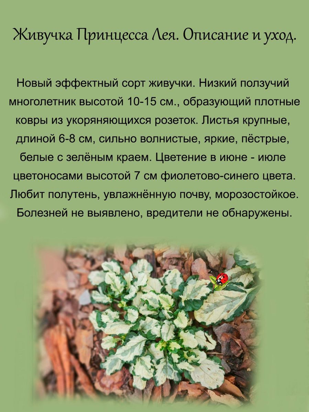 Живучка Принцесса Лея аюга многолетник