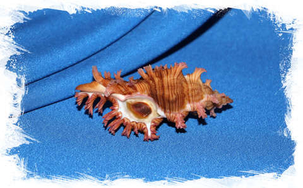 Мурекс саулии (Chicoreus saulii)