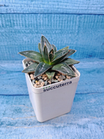 Agave Victoriae-reginae (Агава)