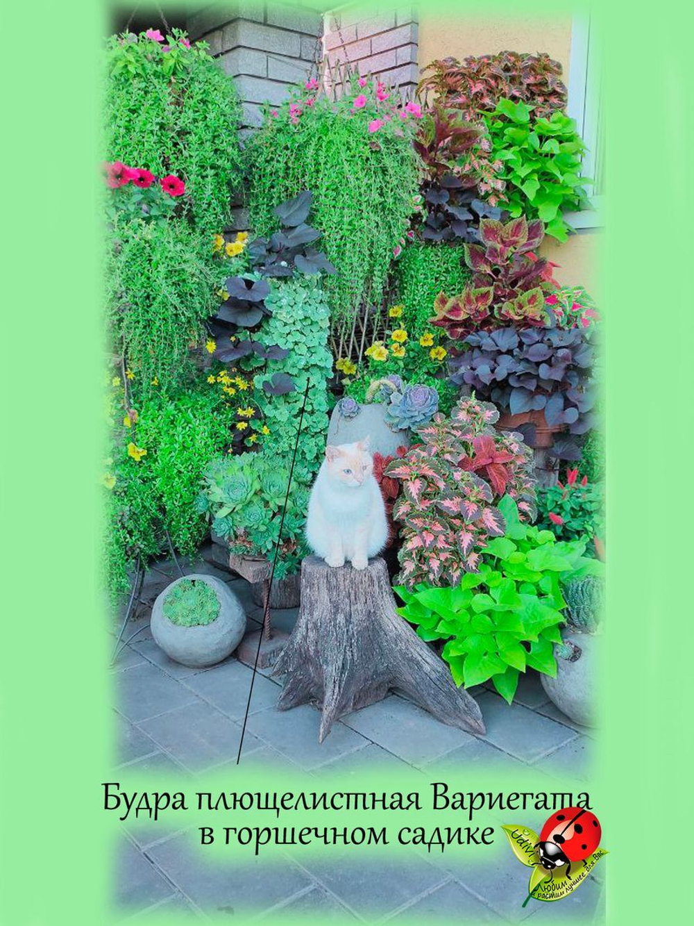 Будра Вариегата пестролистная ампельная почвопокровная