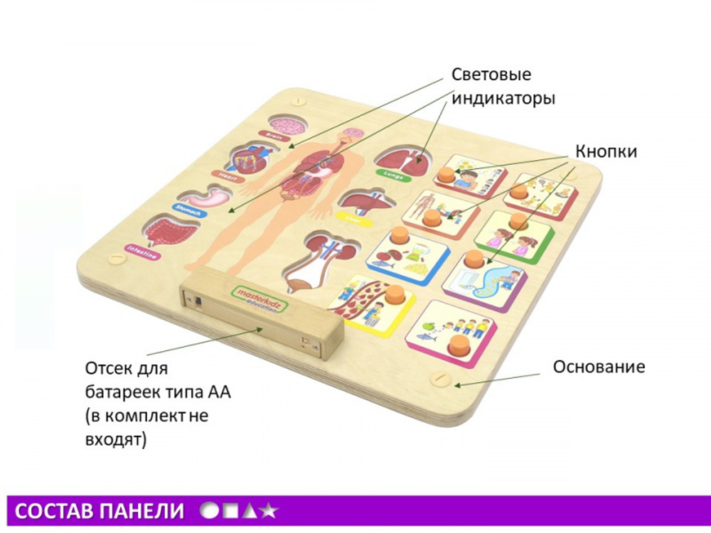 Панель Изучаем организм