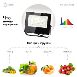 Фитопрожектор для растений светодиодный ЭРА FITO-50W-Ra90-LED для цветения и плодоношения полного спектра 50 Вт | Фито прожекторы