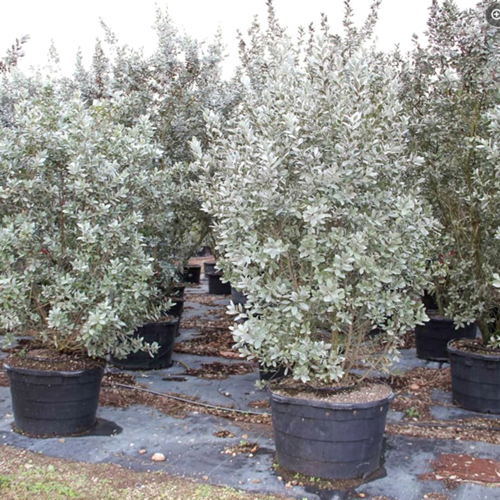 Конокарпус прямостоячий – Conocarpus erectus