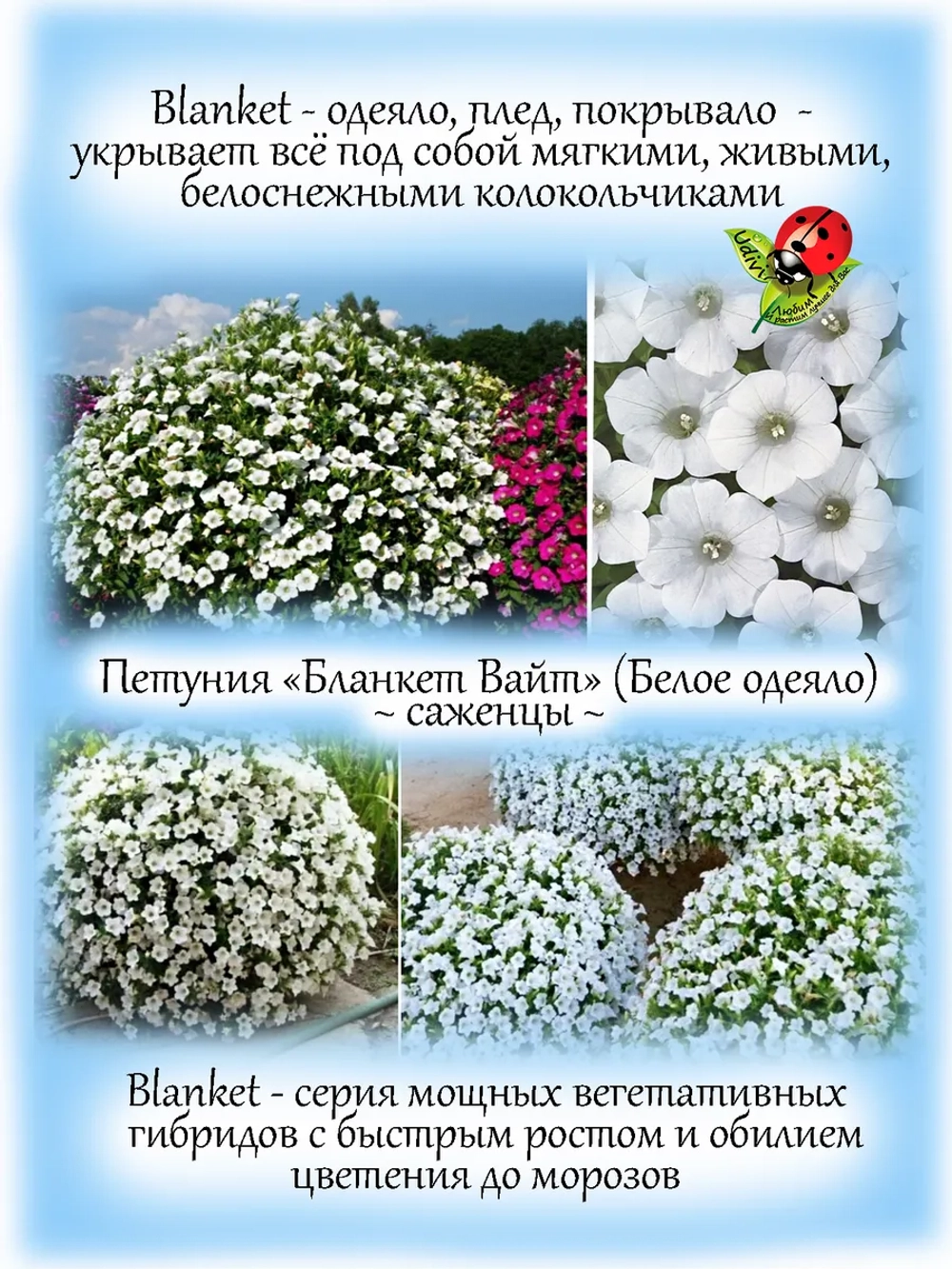 Петуния Бланкет Вайт мощная
